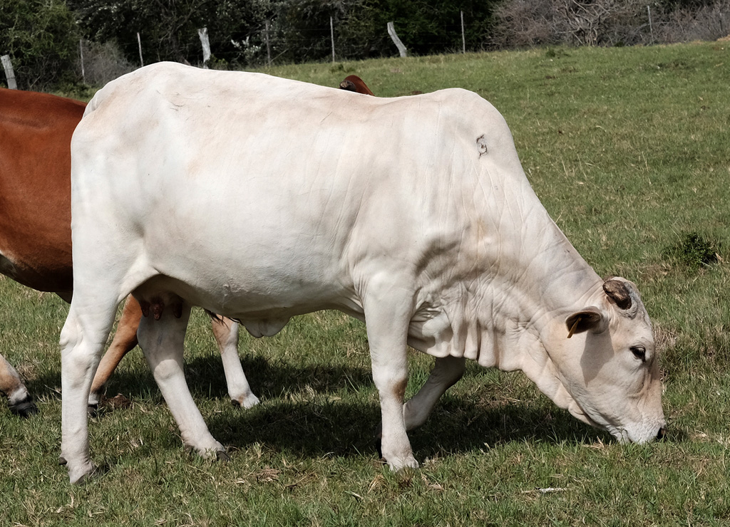 BORAN